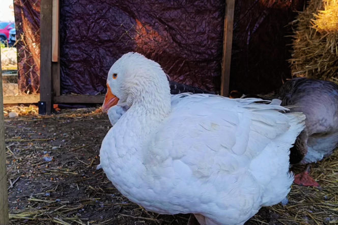 Żywa szopka w Żydowcach