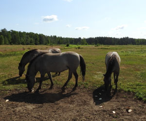 Koniki polskie w Nadleśnictwie Tuszyma zachorowały. To przez turystów?