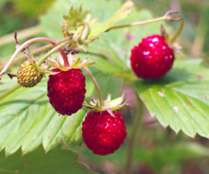 poziomki