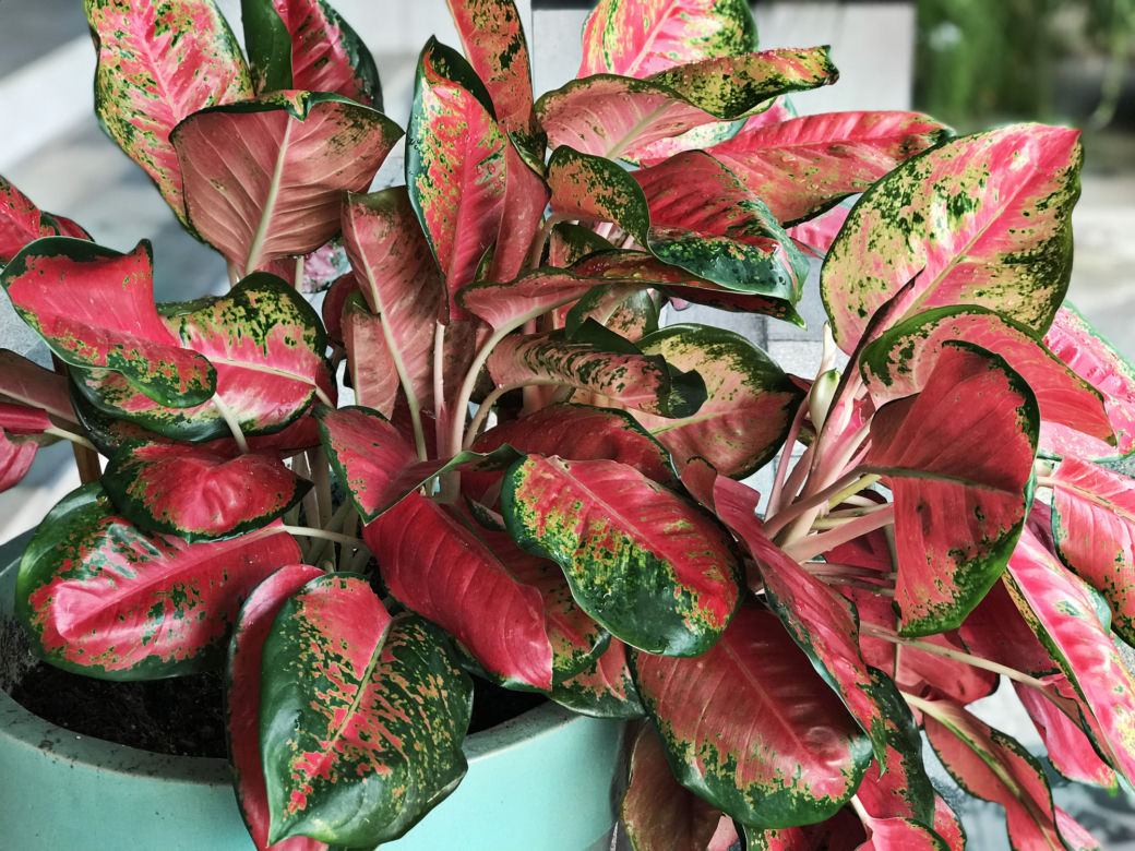Aglaonema (Aglaonema modestum)  