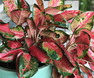 Aglaonema (Aglaonema modestum)  