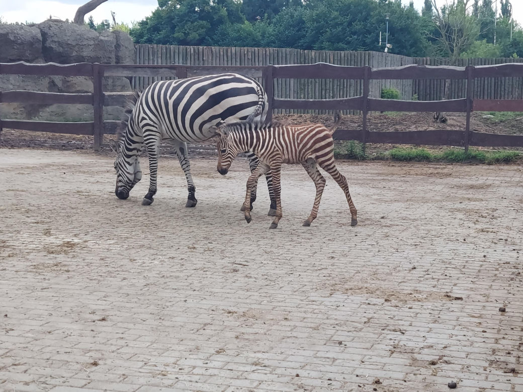 Mała zebra w zamojskim ZOO