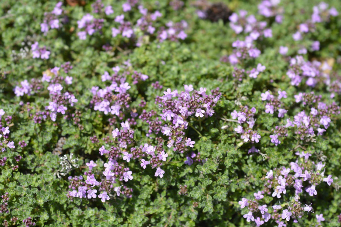Macierzanka piaskowa