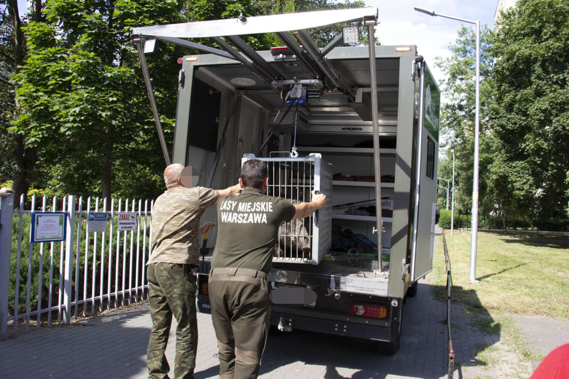 Dzik wszedł na teren szkoły podstawowej. Leśnicy wkroczyli do akcji