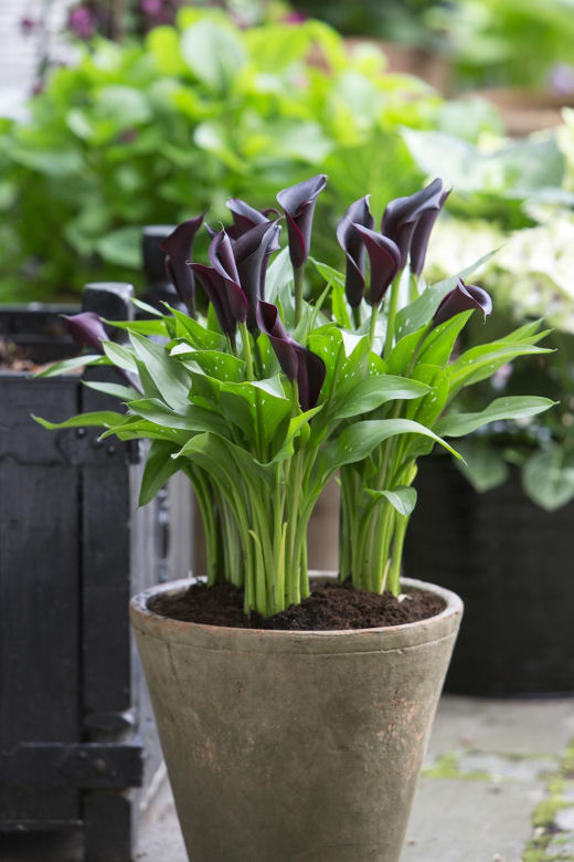 Kalia (Zantedeschia) 