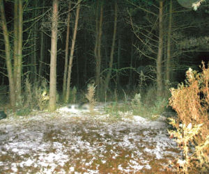 Zazdrosny mąż udusił i spalił żonę