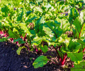 Buraki w ogrodzie: kiedy i jak siać, by uzyskać zdrowe plony?