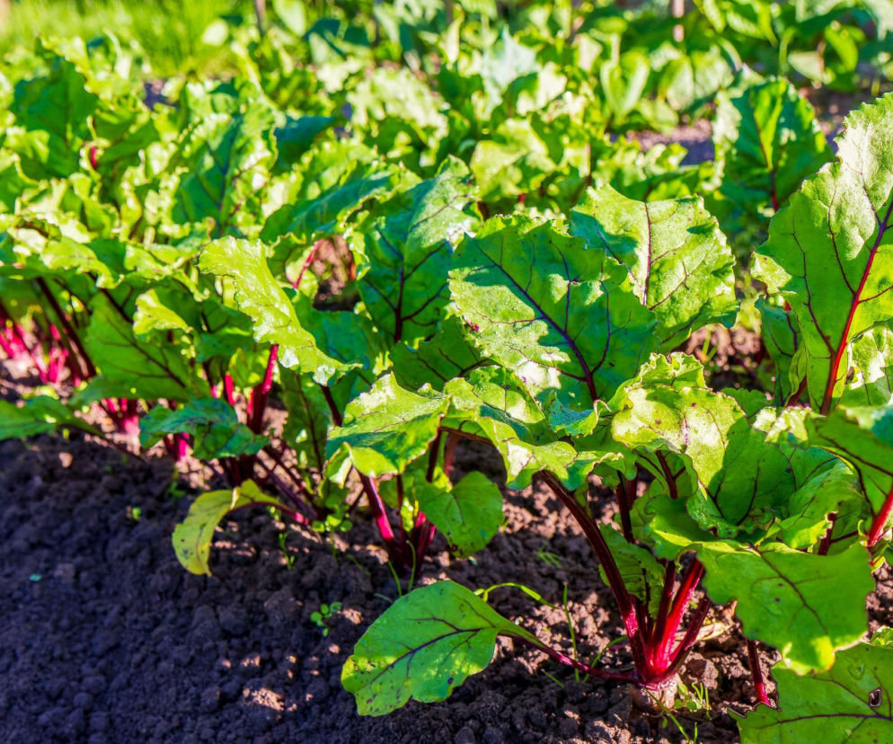Buraki w ogrodzie: kiedy i jak siać, by uzyskać zdrowe plony?
