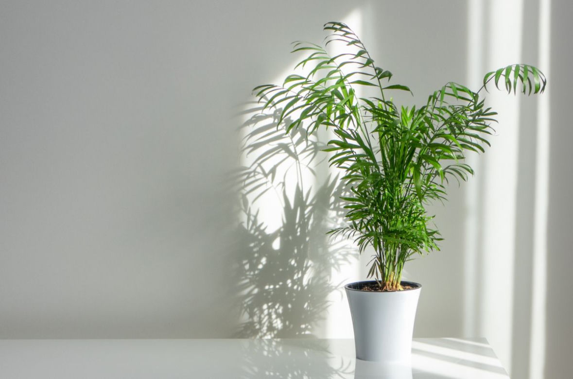 Chamedora wytworna