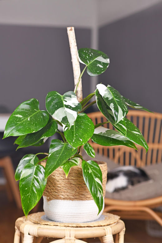 Philodendron 'White Princess'