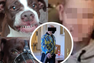 Pitbull zagryzł chłopca na śmierć. Oskarżony tak płakał, że przerwano rozprawę