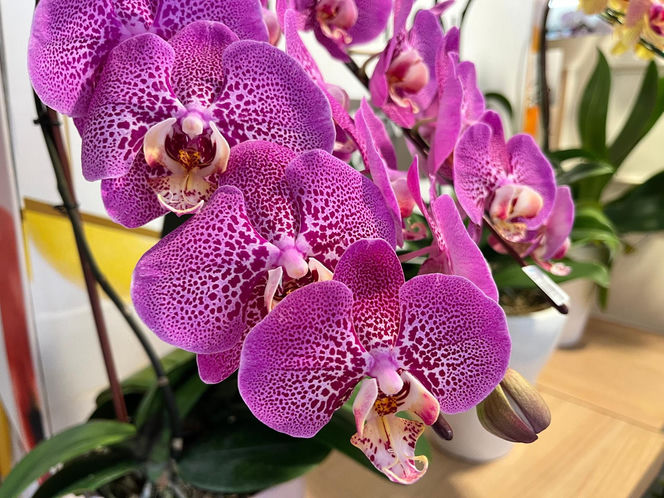 Storczyki najpiekniejszymi kwiatami doniczkowymi