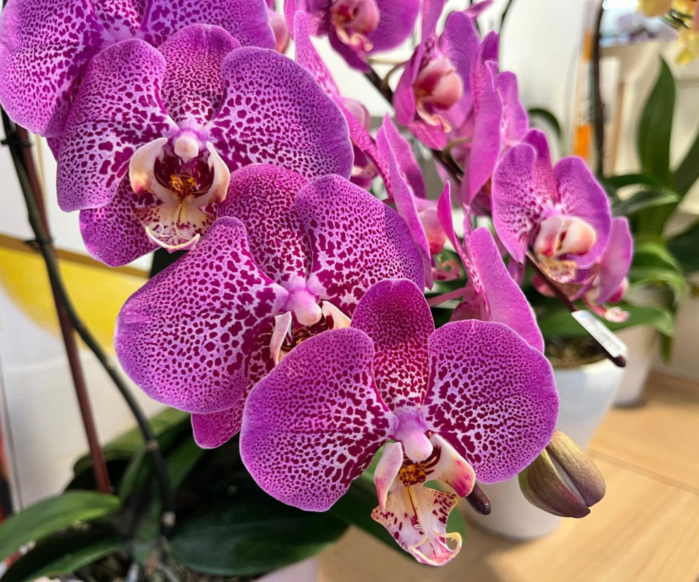 Storczyki najpiekniejszymi kwiatami doniczkowymi