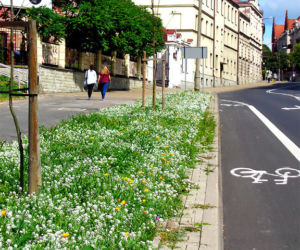 Kwietna łąka w centrum Lublina
