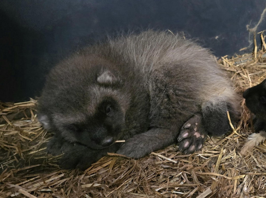 Rosomakowy baby boom w Śląskim ZOO! Radosna nowina dla miłośników zwierząt