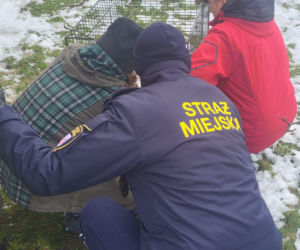 Pospieszyli z pomocą młodemu łabędziowi. Wspólna akcja strażników z Gostynia i schroniska w Dalabuszkach