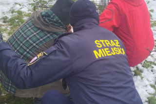 Pospieszyli z pomocą młodemu łabędziowi. Wspólna akcja strażników z Gostynia i schroniska w Dalabuszkach