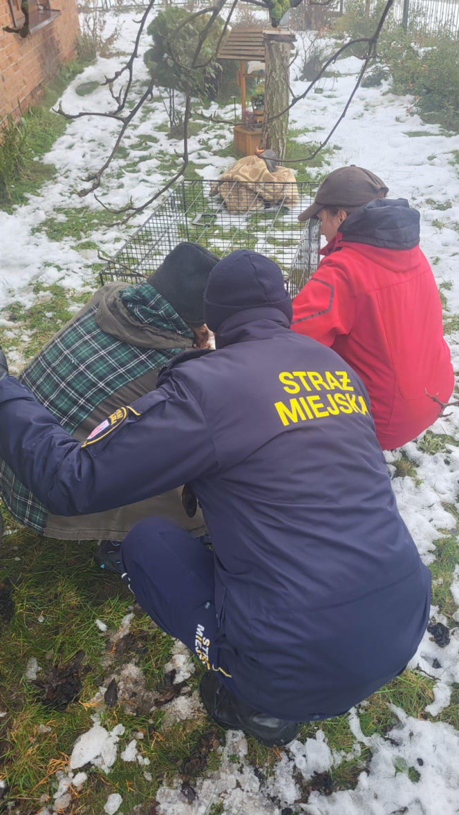 Pospieszyli z pomocą młodemu łabędziowi. Wspólna akcja strażników z Gostynia i schroniska w Dalabuszkach