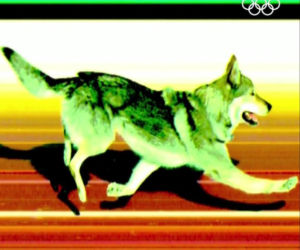 IO 2026: Pies na trasie biegu