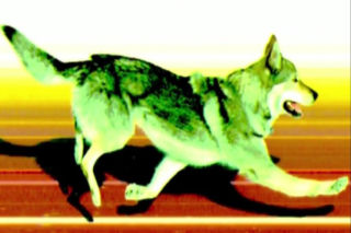 IO 2026: Pies na trasie biegu