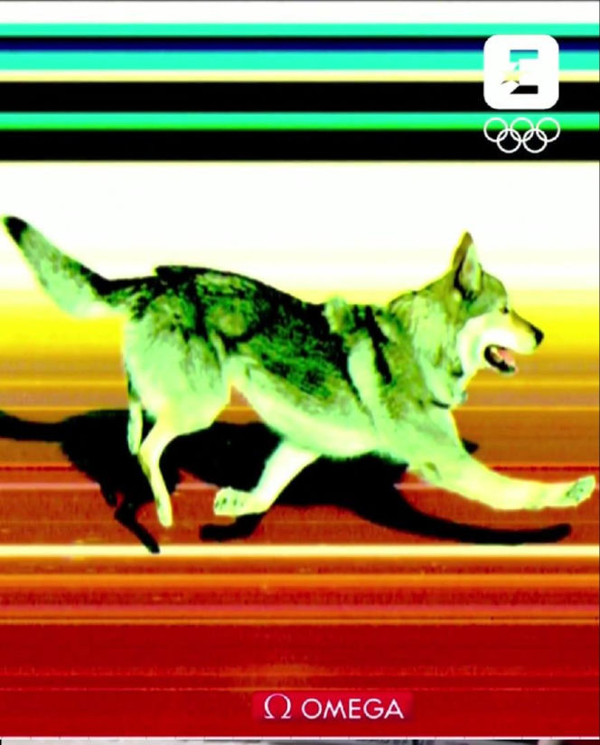 IO 2026: Pies na trasie biegu