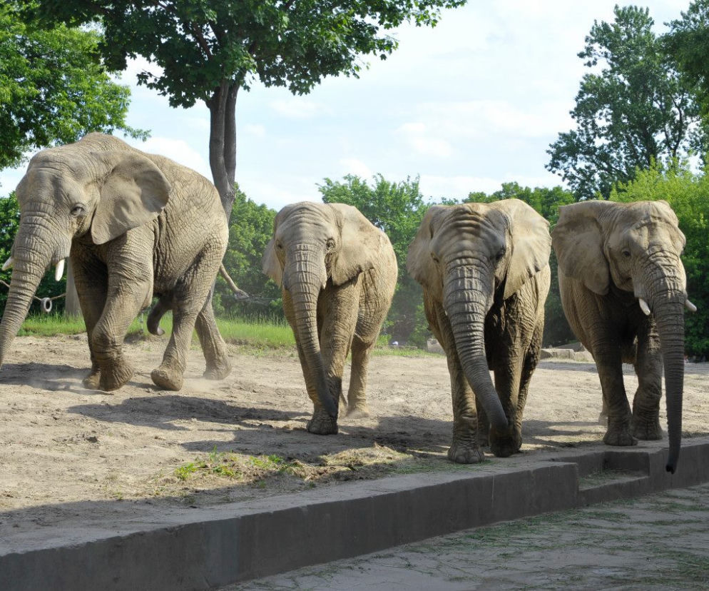 Słonie z warszawskiego zoo