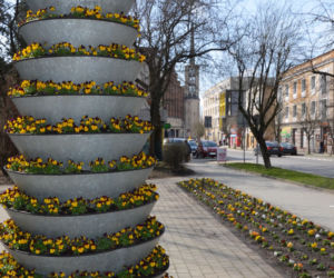 Do Jasła zawitała wiosna. Na rabatach i skwerach pojawiły się tysiące kwiatów