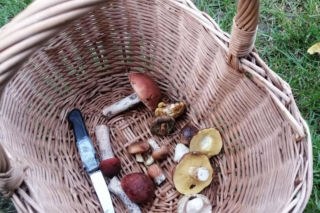 Świętokrzyscy grzybiarze muszą jeszcze poczekać. Ekspert zdradza kiedy będzie wysyp grzybów