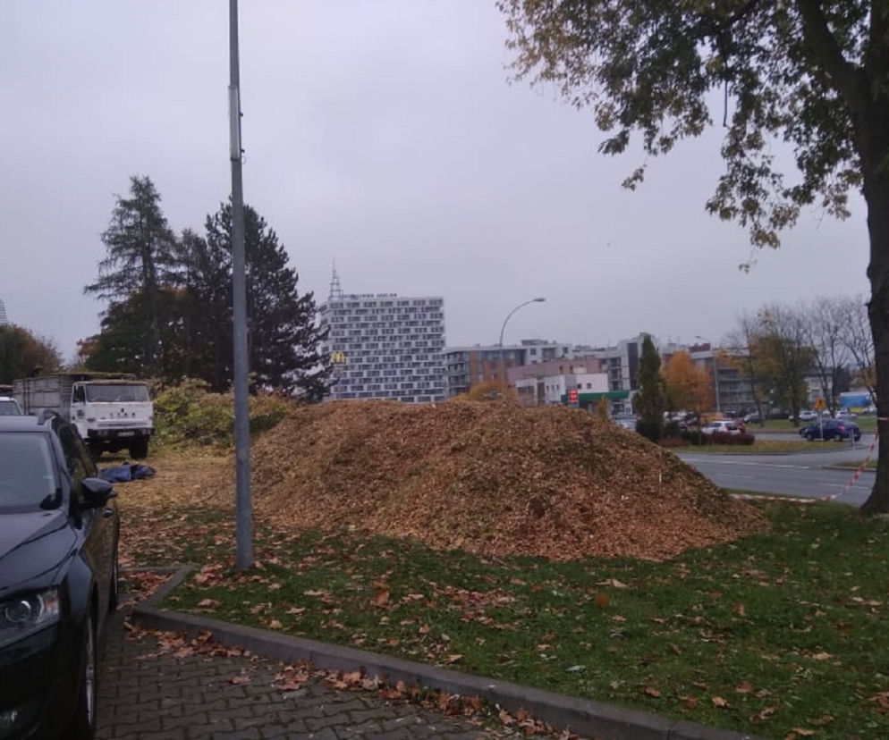 Deweloper wyciął drzewa przy ul. Dominikańskiej w Rzeszowie. Ratusz nakłada karę