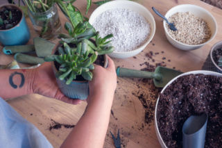 Jak zrobić samodzielnie podłoże do sukulentów i kaktusów?