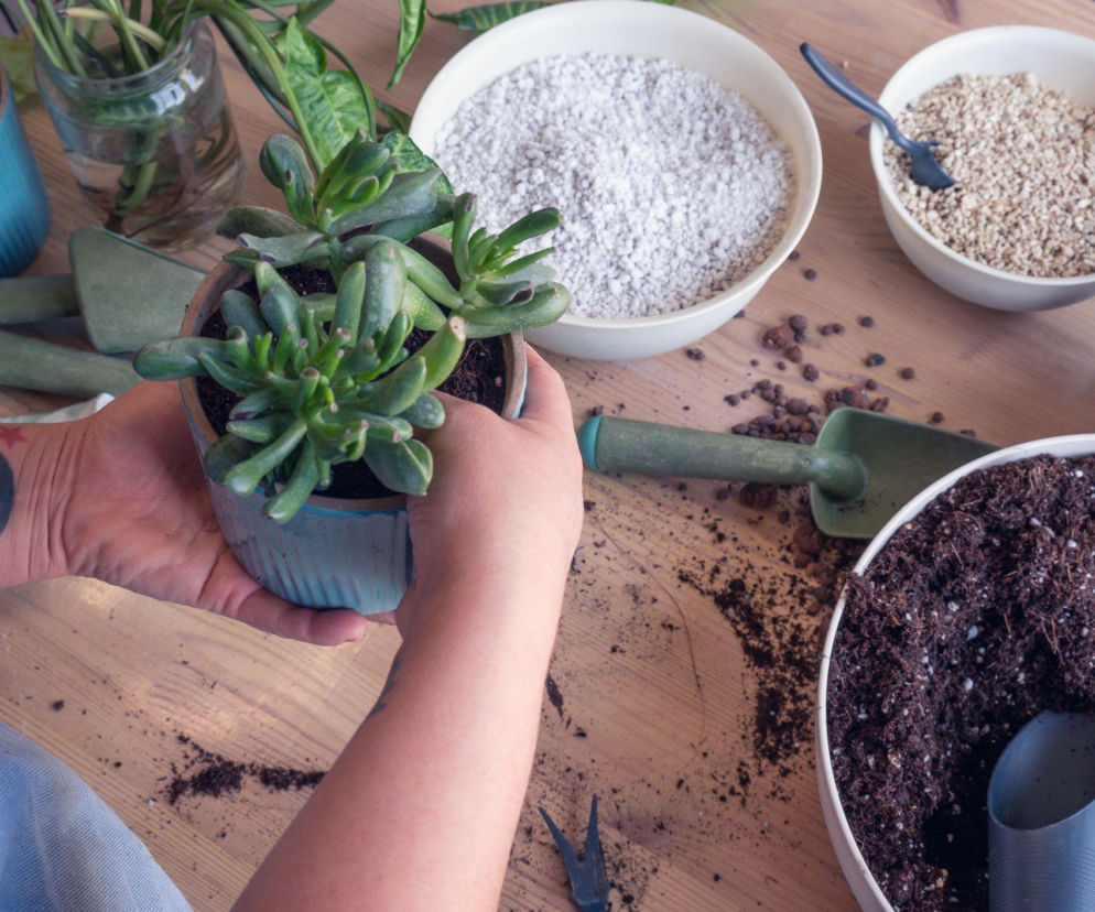 Jak zrobić samodzielnie podłoże do sukulentów i kaktusów?
