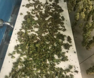 Plantacja marihuany w dawnym hotelu