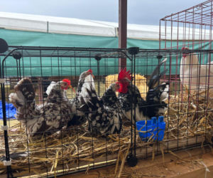 Agropromocja 2026 Stary Sącz