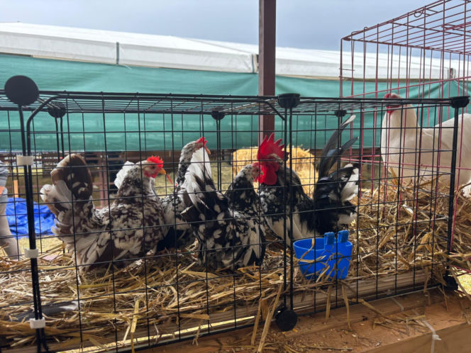 Agropromocja 2026 Stary Sącz