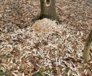Zaskakujący widok w polskich lasach! Skąd wzieły się GIGANTYCZNE DZIURY w drzewach? [ZDJĘCIA]