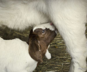 Małe kózki we wrocławskim zoo