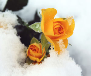 Zawsze po opadach śniegu robię to z różami. Nie zapomnij o tym zabiegu zimą, a róże odbiją wiosną