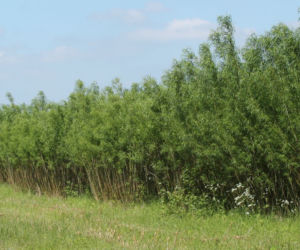 Wierzba energetyczna