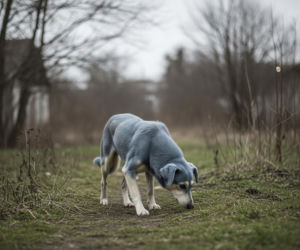 Niebieskie psy z Czarnobyla. Zagadka koloru sierści rozwiązana, to zaskakujący szczegół.