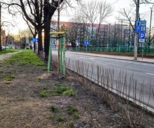 Nowe nasadzenia na ulicy Narutowicza