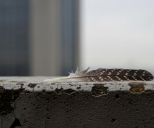 Sokolica Giga z PKiN nie żyje. Co naprawdę zabiło symbol warszawskiego nieba?