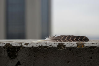 Sokolica Giga z PKiN nie żyje. Co naprawdę zabiło symbol warszawskiego nieba?