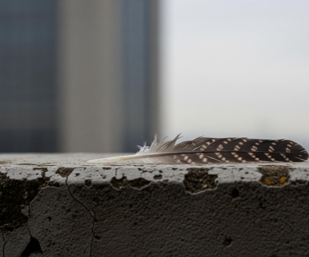 Pióro leży poziomo na szczycie szarego, spękanego betonowego murku, który zajmuje dolną część kadru. Pióro jest ciemne, nakrapiane jasnymi, owalnymi plamkami, a jego nasada jest biała i puszysta. W tle widoczny jest rozmyty, szary zarys wysokiego budynku po lewej stronie oraz jasne, rozmyte niebo po prawej.