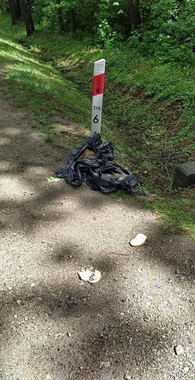 Podkarpackie. Suczka czuwała nad ciałami szczeniąt