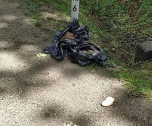 Podkarpackie. Suczka czuwała nad ciałami szczeniąt
