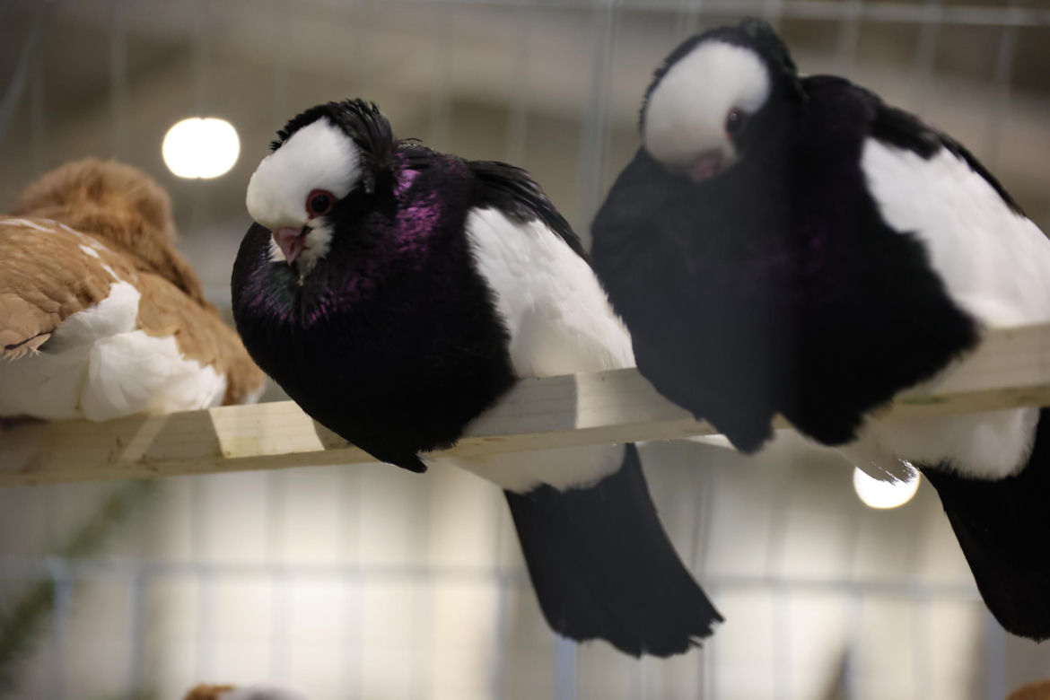 Zoopark 2024 w Lublinie. Można podziwiać wiele gatunków zwierząt