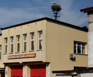 Bocian bandyta gnębi urzędników