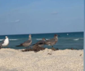 Beata Ścibakówna