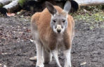 Wspaniały rok dla stołecznego zoo. W warszawskim ogrodzie urodziło się aż pięć kangurków