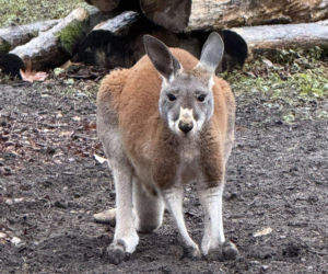 Wspaniały rok dla stołecznego zoo. W warszawskim ogrodzie urodziło się aż pięć kangurków